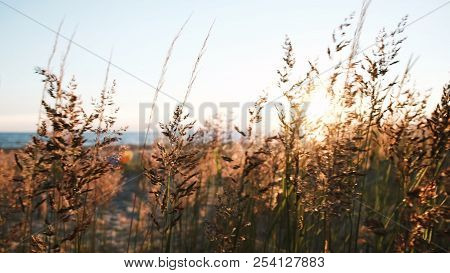 Grass Shakes In The Wind By The Sea At Sunset Close-up. Beautiful Seascape Panorama In Summer