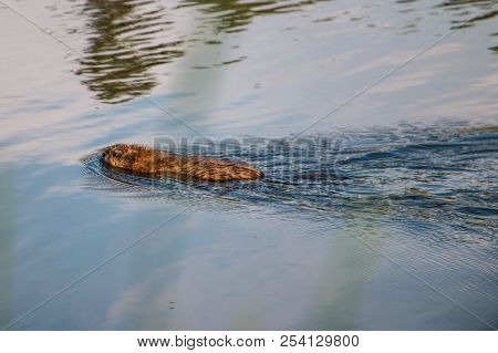 Gray Otter Floats On The Smooth Water Of The Pond In The Park