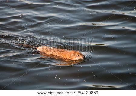 Gray Otter Floats On The Smooth Water Of The Pond In The Park