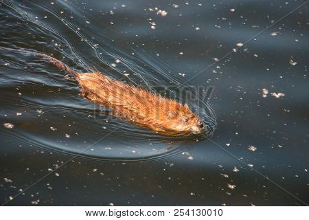 Gray Otter Floats On The Smooth Water Of The Pond In The Park