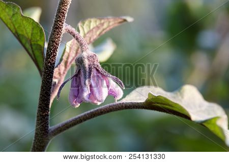 Eggplant Or Aubergine Blossom, Close Up View