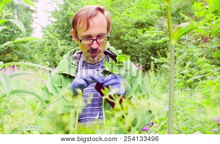 The Ecologist In A Forest Examining Plant