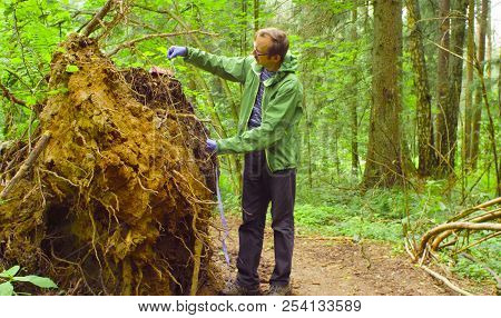 The Ecologist In A Forest Measuring A Tree Trunk