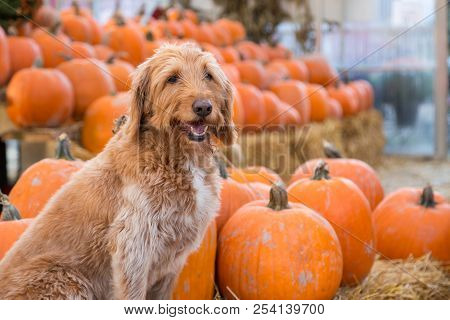 Cute Golden Labradoodle Dog Sitting In Front Of A Bunch Of Pumpkins On A Farm.