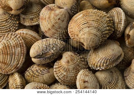 Fresh raw warty venus clams close up full frame