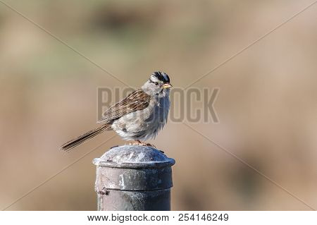 White Crowned Sparrow Blackie Spit Park, Vancouver Bc Canada