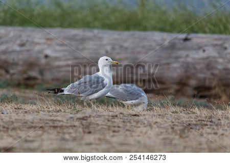 California Gull Bird