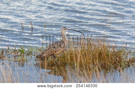 Long Billed Curlew