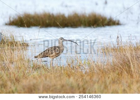 Long Billed Curlew