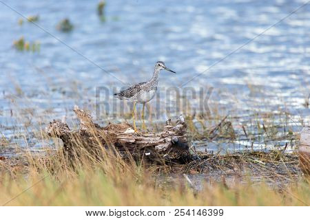 Greater Yellowlegs Bird