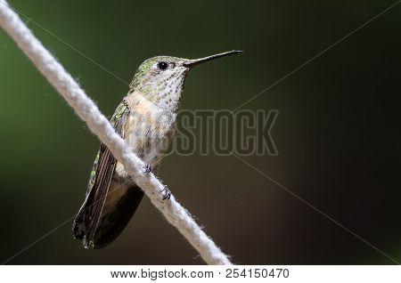 Broad-tailed Hummingbird Perched On A Piece Of White Clothesline