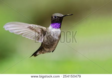 Black-chinned Hummingbird With Throat Aglow While Hovering In Flight