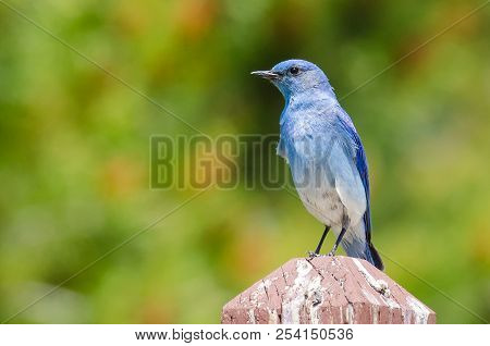 Regal Mountain Bluebird Perched Atop A Wooden Post