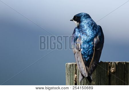Spunky Little Tree Swallow Perched Atop A Weathered Wooden Post