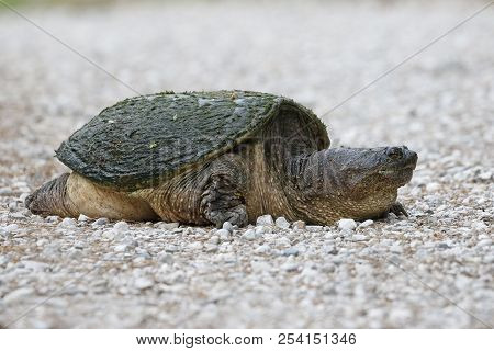 Female Snapping Turtle (chelydra Serpentina) Digging A Nest In A Gravel Driveway - Ontario, Canada