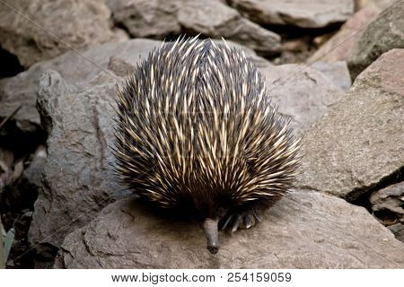 The Echidna Is Searching For Ants To Eat