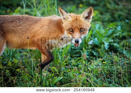 Red fox in its natural habitat - wildlife shot