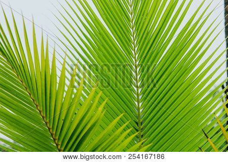 Closeup Coconut Leaves Background Beautiful Motifs Of The Petiole
