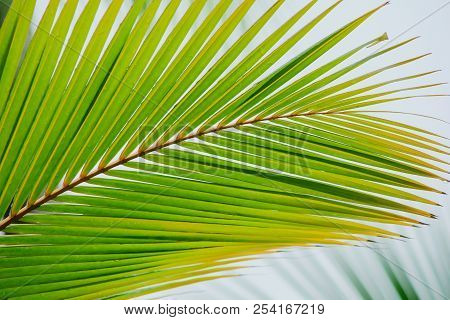 Closeup Coconut Leaves Background Beautiful Motifs Of The Petiole