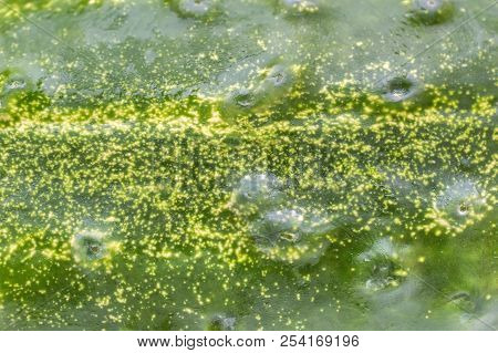 Texture Of Cucumber's Peel. Close Up.