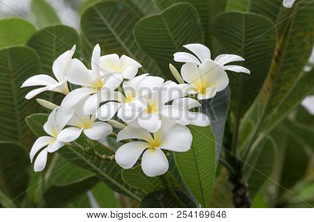 Leelawadee Flower, Beautiful White Flower From South East Asia
