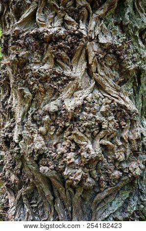 Old tree bark rough texture. Natural textured background.