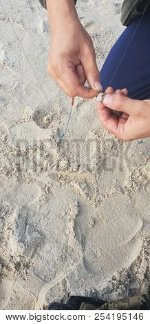 Hooking Shrimps Bait On Hook For Fishing Rod’s System Near Baltic Sea