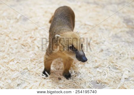 Sad Red Coati Petting Zoo For Any Purpose