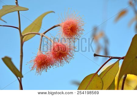 Australian Native Pink Corymbia Flowering Gum Tree Blossoms, Perth, Western Australia