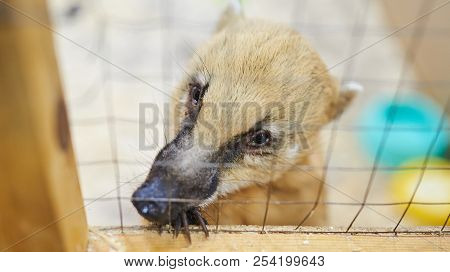 Sad Red Coati Petting Zoo For Any Purpose