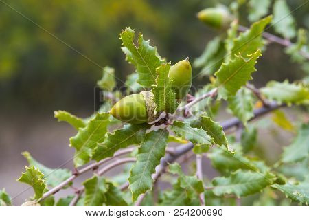 Foliage And Acorns Of Gall Oak, Quercus Faginea. Photo Taken In Guadalajara Province, Spain.