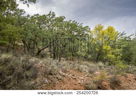 Gall Oak Forest, Quercus Faginea, In Tamajon Mountains, Guadalajara Province, Spain.