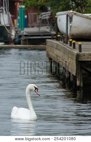Solitary Swan Swimming Near The Towpath At Kingston Upon Thames, London