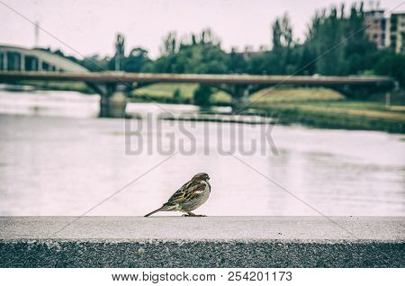 Sparrow In The City. Bird Scene. Analog Photo Filter With Scratches.