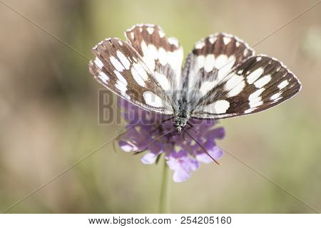 Melanargia Galathea Detailed White Butterfly On A Flower Composition