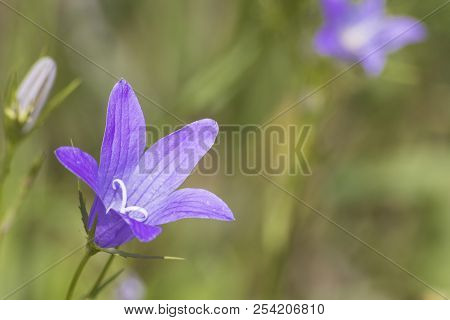 Detailed Purple Harebell During Spring In A Green Meadow