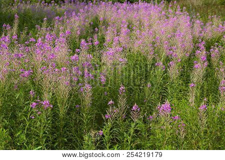 Wild Purple Maitohorsma Grows In The Field In The Countryside.