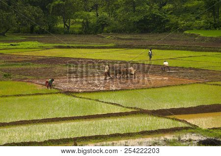 Konkan, Maharashtra, India, June 2012, Farmers Working In Rice Field During Monsoon Season