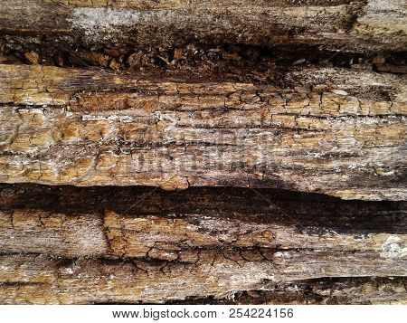 Rough Silicified Wood Surface Texture. Photo Background