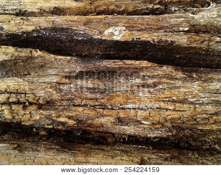 Rough Silicified Wood Surface Texture. Photo Background