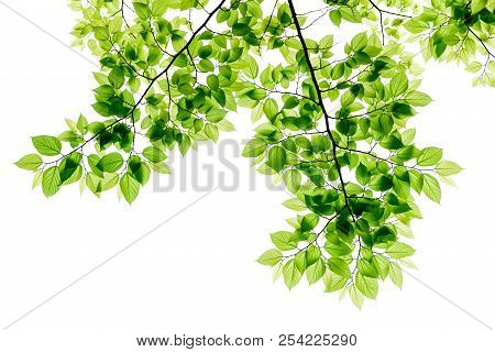 Green Tree Leaves And Branches Isolated On White Background.
