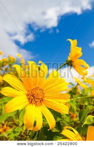 Weed girasol mexicano