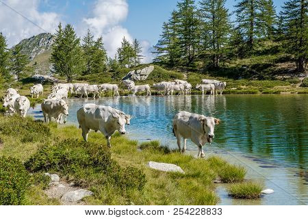 The Lake Of Rocca La Meja Called 