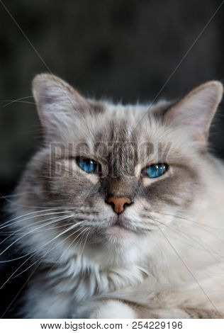 The Domestic Cat  Is A Small, Typically Furry, Carnivorous Mammal. They Are Often Called House Cats 