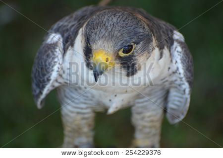 Adorabel Falcon With A Bright Yellow And Grey Beak