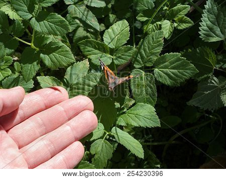 Human Hand About To Touch A Butterfly, Oiutdoor Macro Shot, Concept Of Nature Care