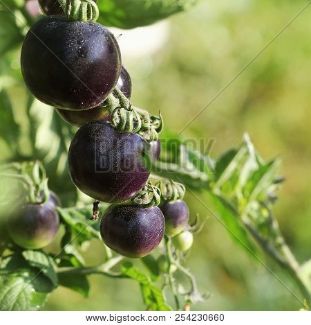 Black Tomatoes On A Branch In The Garden. Indigo Rose Tomato