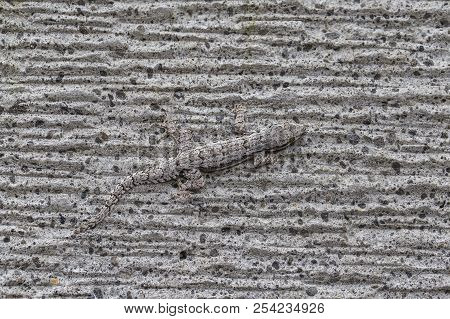 House Lizard Disguise The Wall, Stone Texture, Island Bali, Indonesia . Closeup