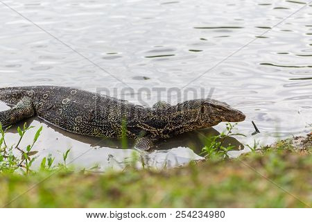 Varanus salvator, commonly known as water monitor or common water monitor in the water