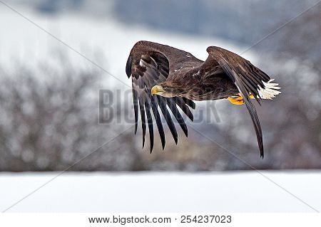 Adult White-tailed Eagle In Flight. Blue Sky Background. Scientific Name: Haliaeetus Albicilla, Also